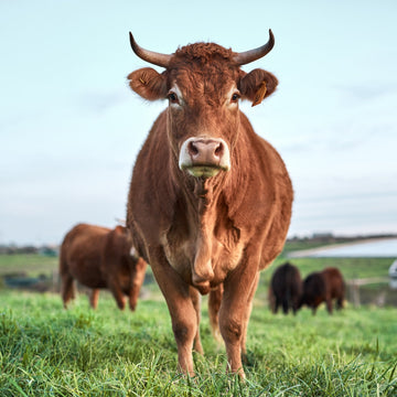 Why Beef Tallow Is the Superfat Your Diet Has Been Missing